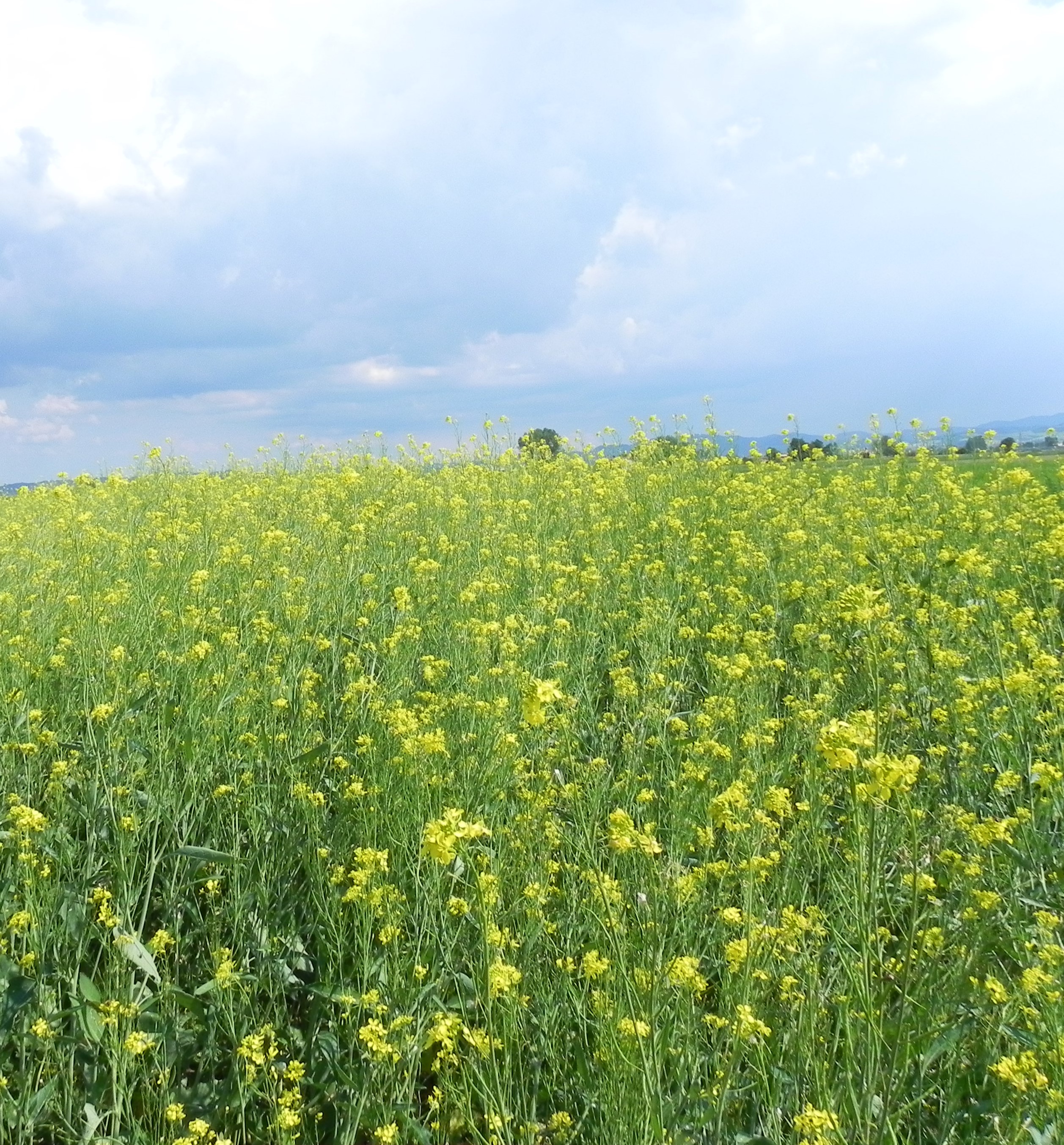 Brassica Juncea Senape Bruna Kg 5 Arcoiris Sementi Biologiche E